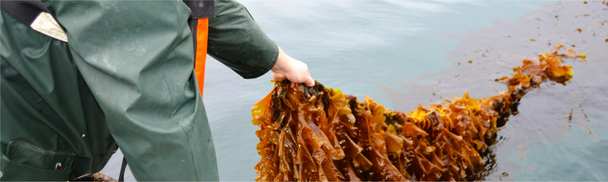 Seaweed Harvesting Scotland