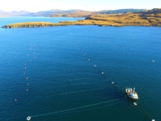 Seaweed Farm Line Deployment