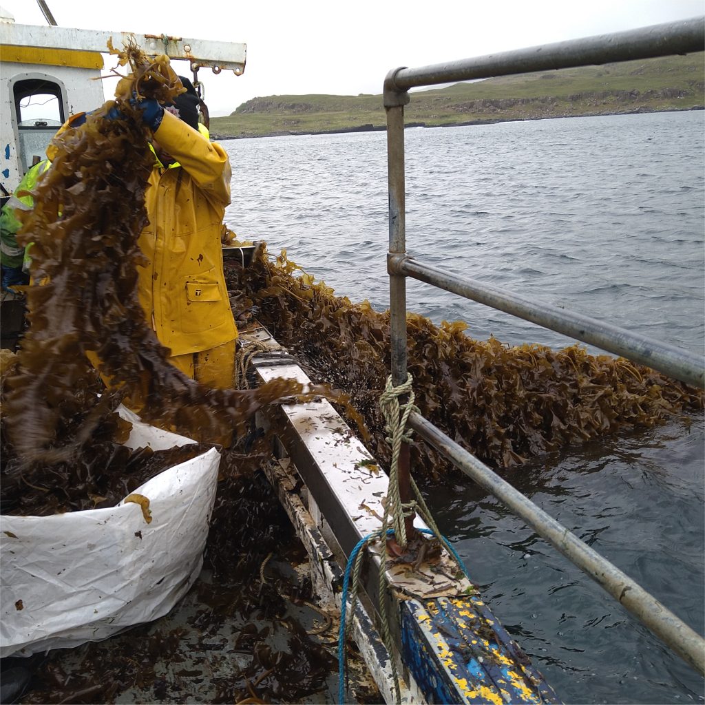 Harvesting seaweed